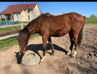 Vente de cheval : KHRYSTOS